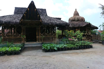 bibit jeruk mipis jumbo