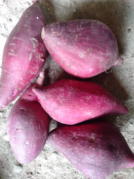 umbi jalar/umbi ungu