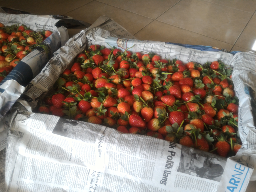 strawberry