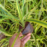 jual pohon pandan kuning
