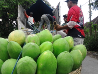 pepaya