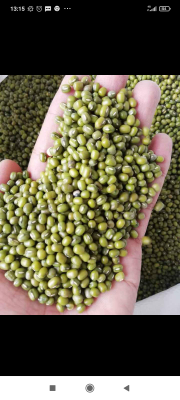 kacang hijau Birma buat bubur