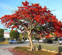jual pohon Flamboyan 