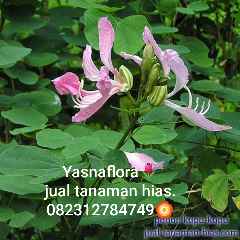 jual pohon kupu kupu 