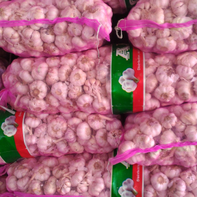 bawang putih