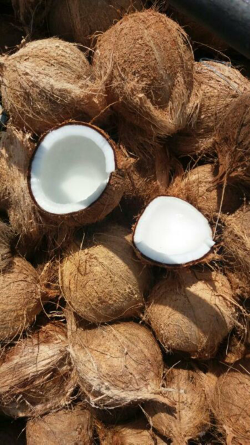 Kelapa tua