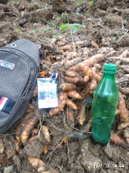 jual kunyit segar
