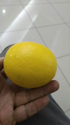 Ready Lemon California Grade A Siap Ekspor