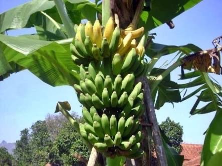 Jual Pisang kepok