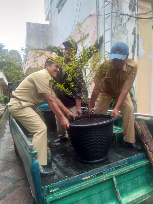 Jual bibit Kopi langka KAPAKATA untuk Fitalitas