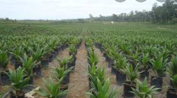 TO Perkebunan Sawit