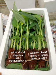 Jual Bibit Pisang Barangan Merah Kultur Jaringan