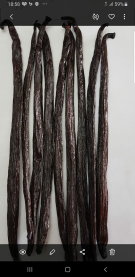 Vanili Planifolia
