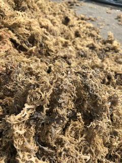 Jual Karagenan (carrageenan)