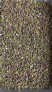 Kacang Hijau Reject