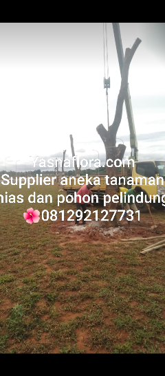 jual pohon trembesi 08.12.92.12.77.31