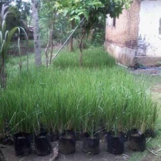Jual Bibit Vetiver/ Akar Wangi