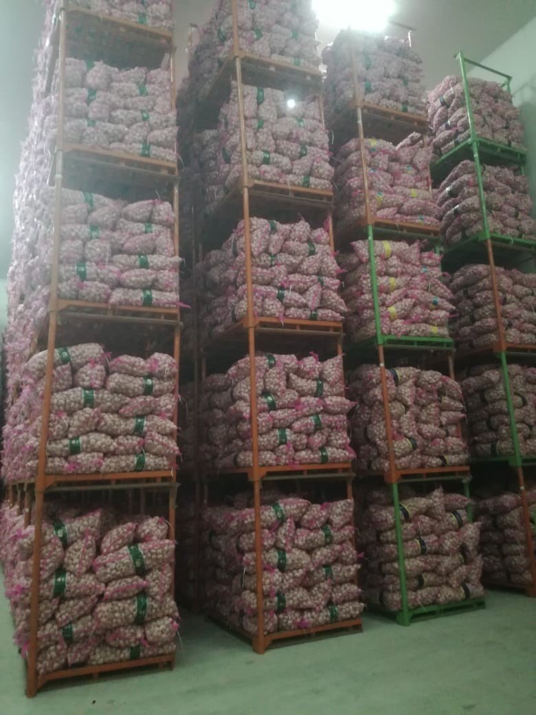 Bawang Putih Kating