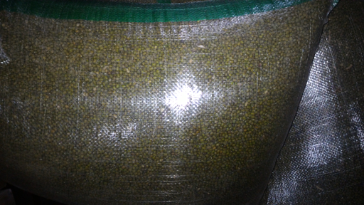 kacang hijau SA