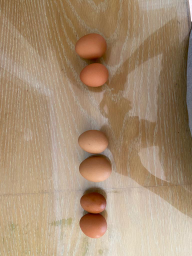 Telur Ayam