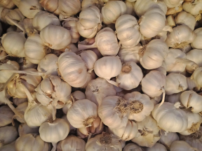 jual bawang putih sico