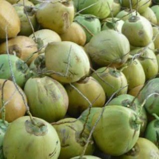 kelapa muda