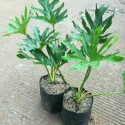 jual pohon philodendron 