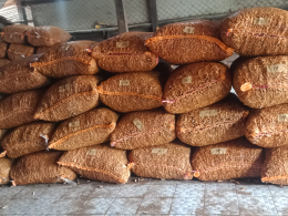 kacang tanah