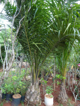 jual pohon kelapa sawit 