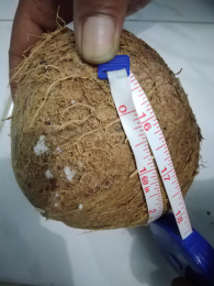 kelapa tua belum di kupas