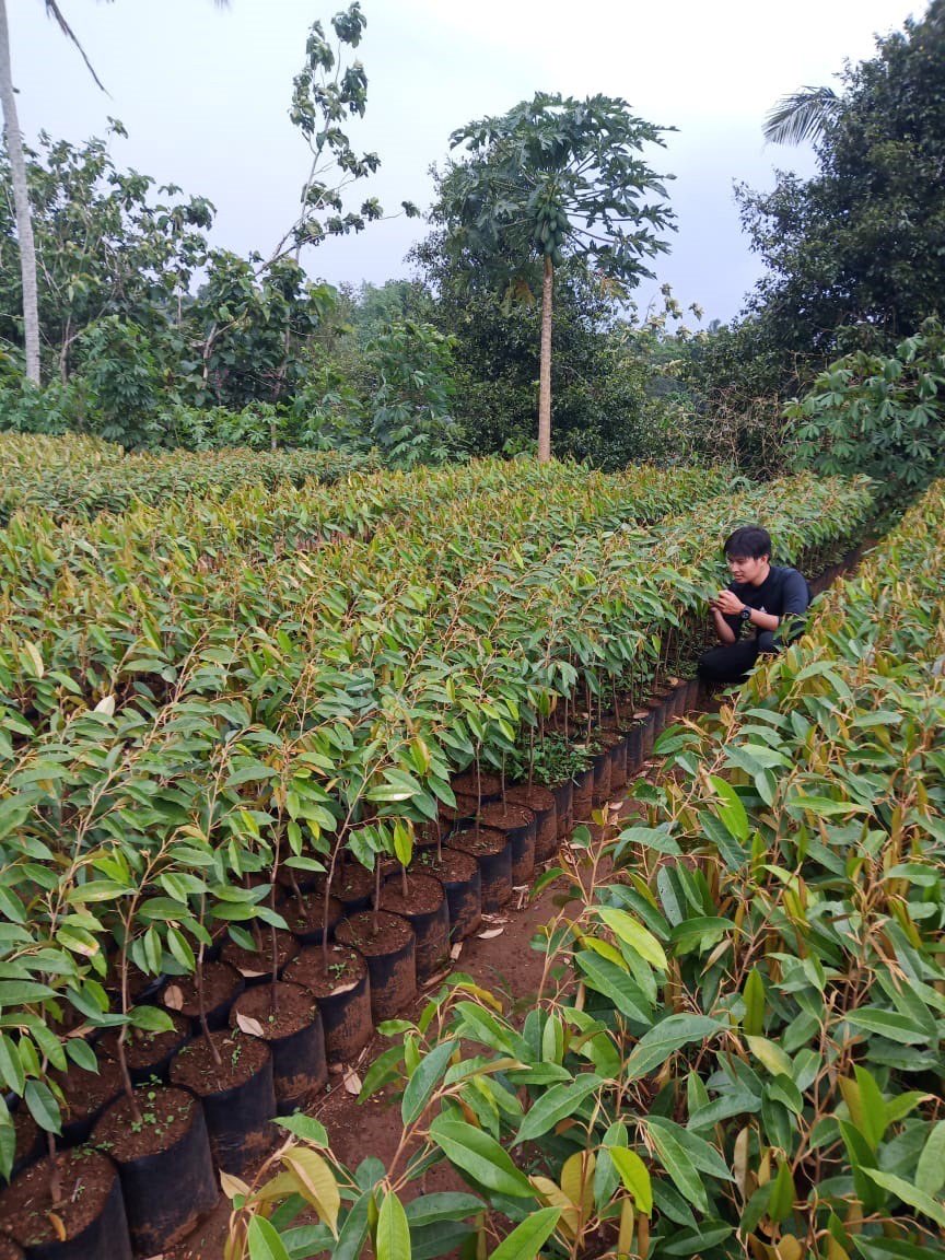 Bibit berbagai buah Ada Durian juga