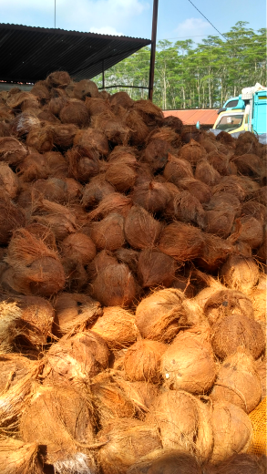 jual kelapa