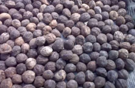 jual kemiri gelondongan