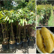 BIBIT DURIAN