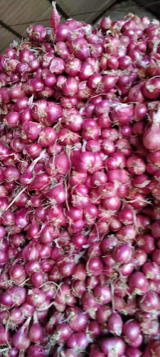 Bawang merah probolinggo