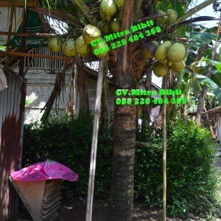 Bibit Kelapa Hibrida Berpohon Pendek 