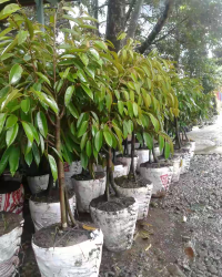 bibit pohon durian