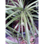 jual pohon nolina