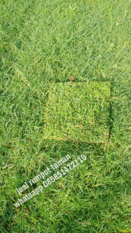jual rumput jepang surabaya