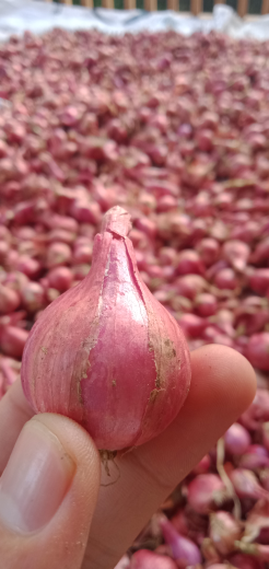 BAWANG MERAH SUPER