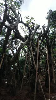 jual pohon kamboja fosil 