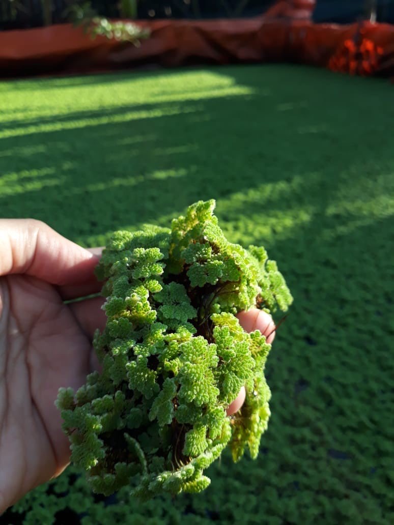 Azolla Microphylla Segar