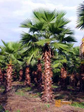 jual pohon dolar rambat daun besar 
