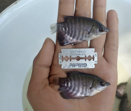 ikan gurame soang