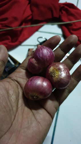 Bawang metah