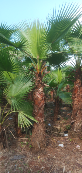 Jual pohon palem  wangsinton /