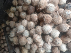 Jual kelapa tua