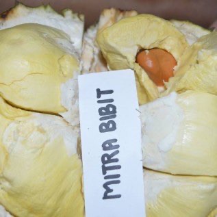 Bibit Durian Bhineka Bawor | Durian Montong | Durian MusangKing | Durian Pelangi