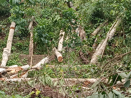 kayu log sengon panjang 260,200,130,log afrika panjang 4 m