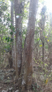pohon albasia / sengon